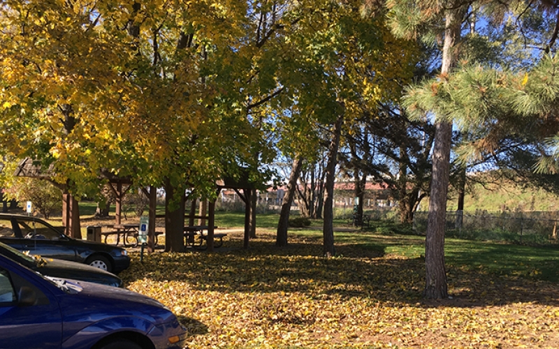 trees and grounds