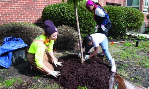 volunteer's planting trees